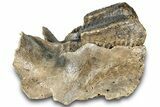 Woolly Mammoth Jaw Section w/ Molars - North Sea #298454-7